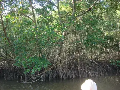 The Swamp and Red Ibiz